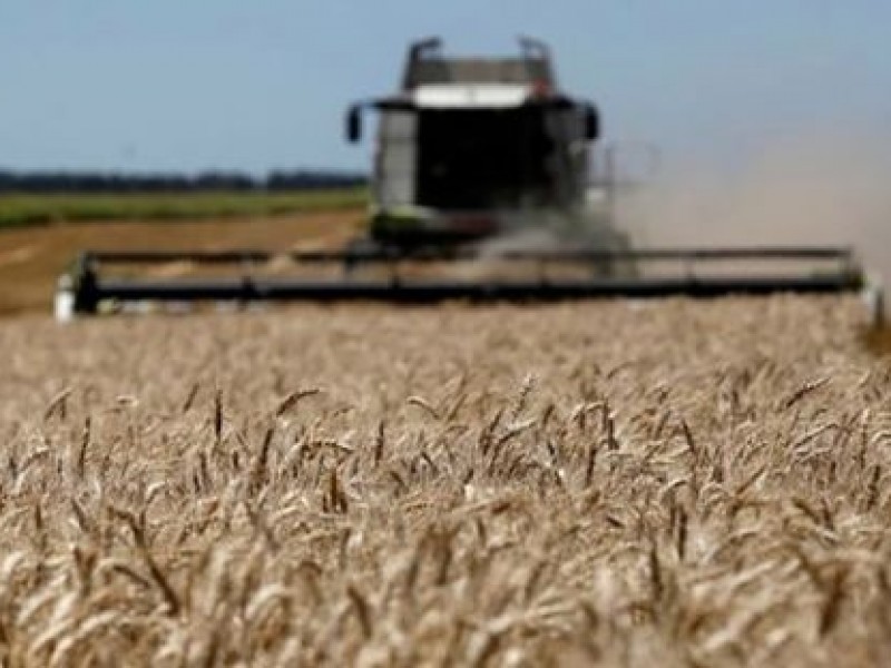 Listos productores agrícolas para la zafra de trigo