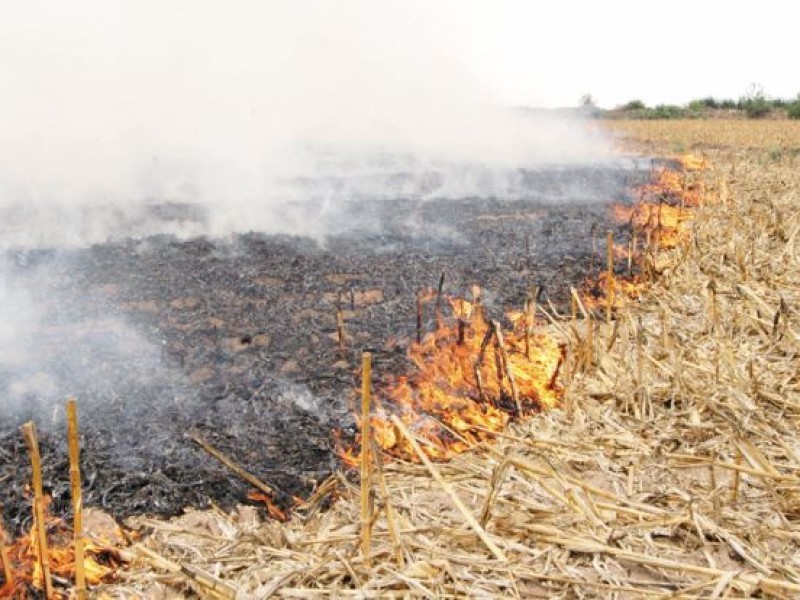 Llama Dirección de Medio ambiente a evitar quema de soca