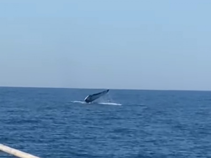 Llama la atención ballena jorobada mutilada en Zihuatanejo