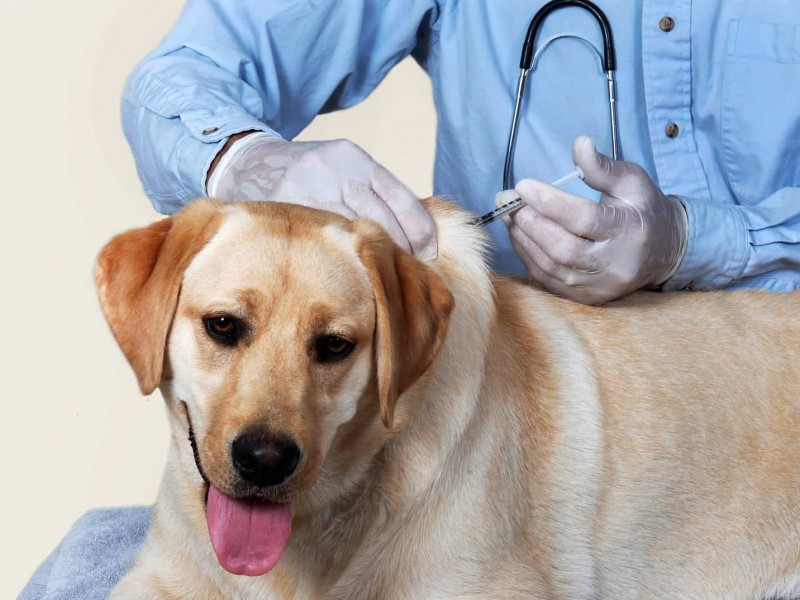 Llama Sector Salud a vacunar mascotas contra la rabia