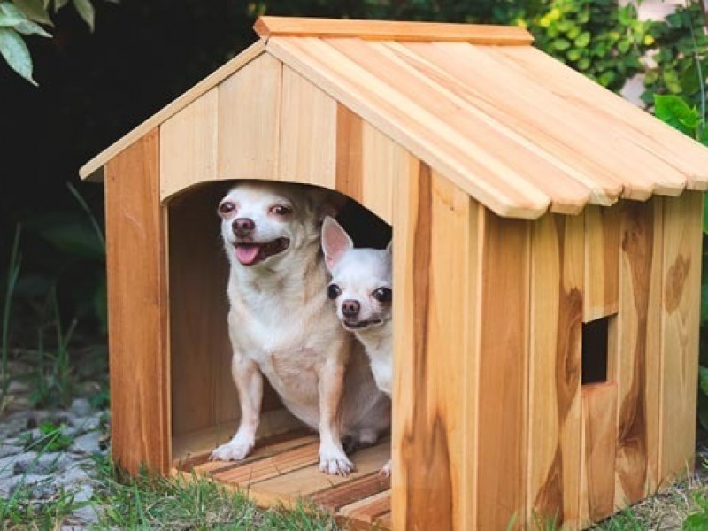 Llaman a cuidar a mascotas en temporada de invierno