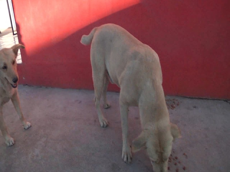 Llaman a cuidar a mascotas para evitar golpes de calor