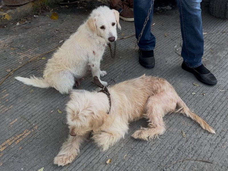 Exhortan a esterilización de perros y gatos