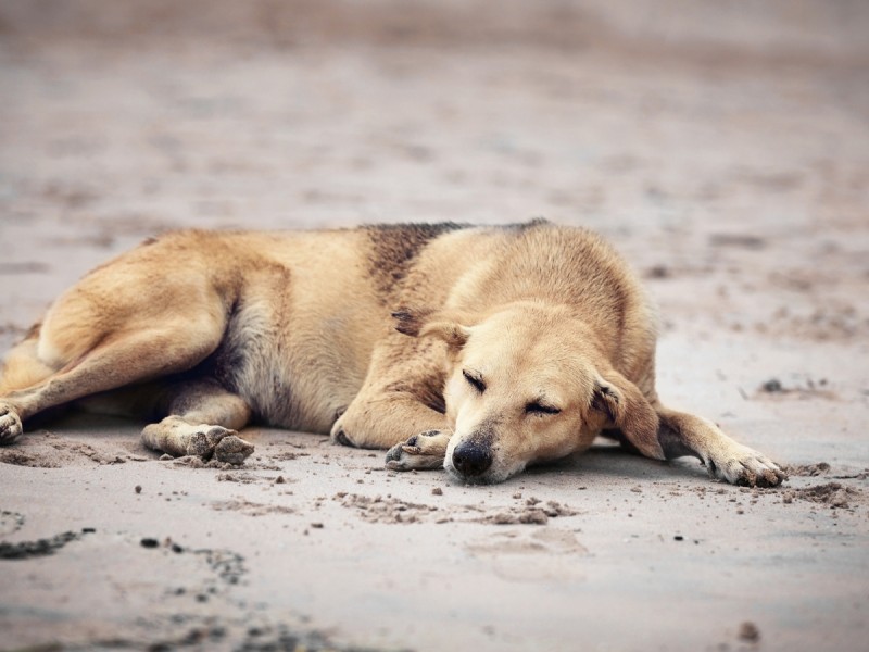 Llaman a evitar fecalismo canino en calles de Torreón