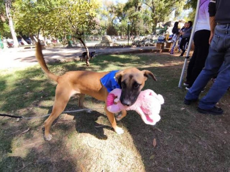 Llaman a evitar regalar mascotas en Día de Reyes