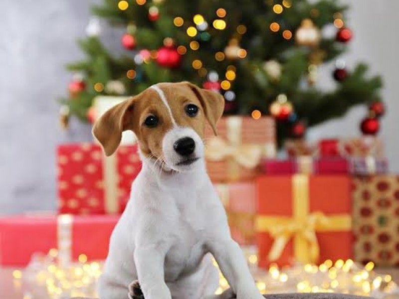 Llaman a no regalar mascotas en Navidad