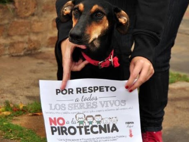 Llaman a no usar pirotecnia por repercusiones en mascotas