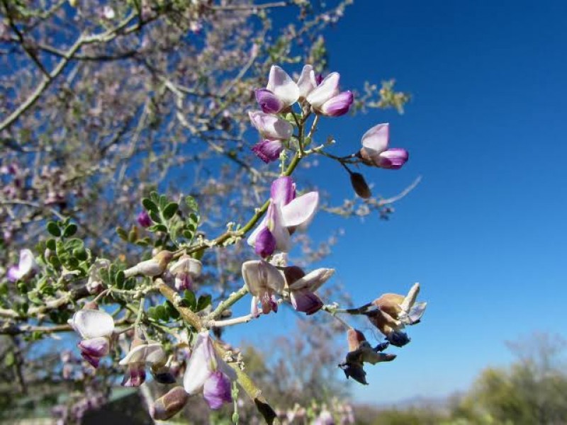 Llaman a plantar árboles nativos en Hermosillo