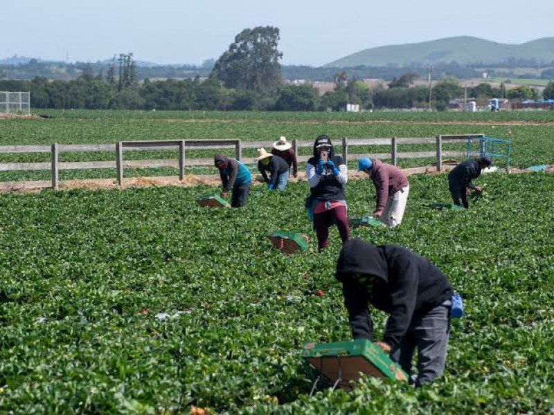 Llaman a productores agrícolas a contratar mano de obra local