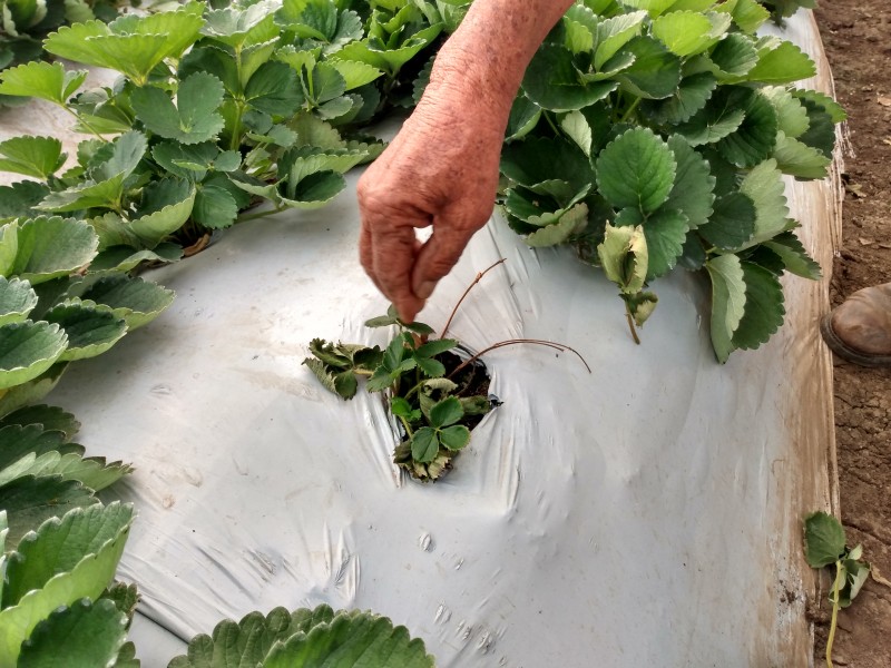 Llaman a productores agrícolas a reportar siniestros