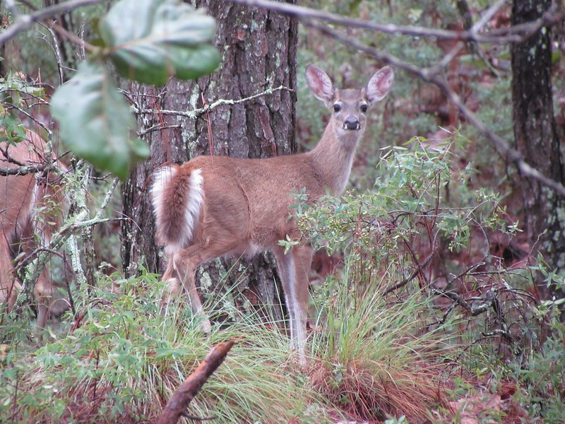 Llaman a proteger a fauna silvestre frente al COVID-19