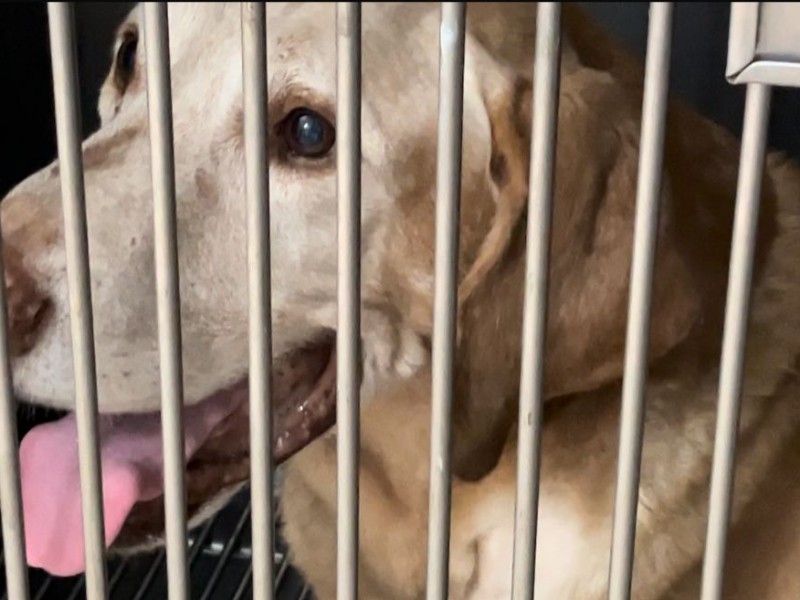 Llaman a proteger mascotas ante altas temperaturas