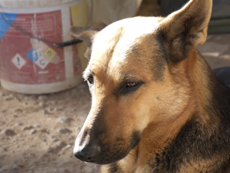 Llaman a reportar perros callejeros en Control Animal