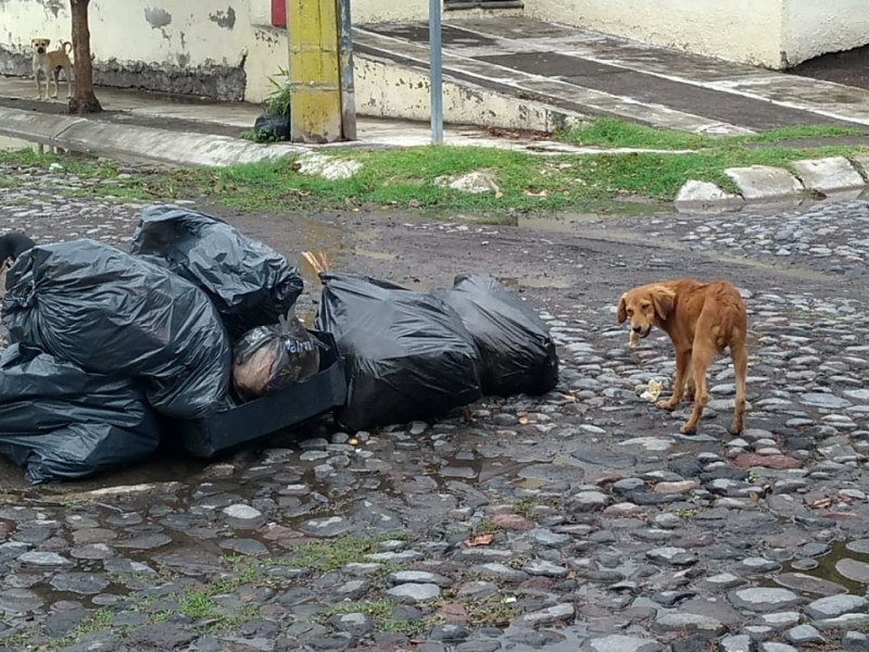 Llaman a ser responsables con la basura