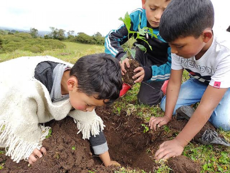 Llaman activistas a fomentar importancia de trabajos de reforestación