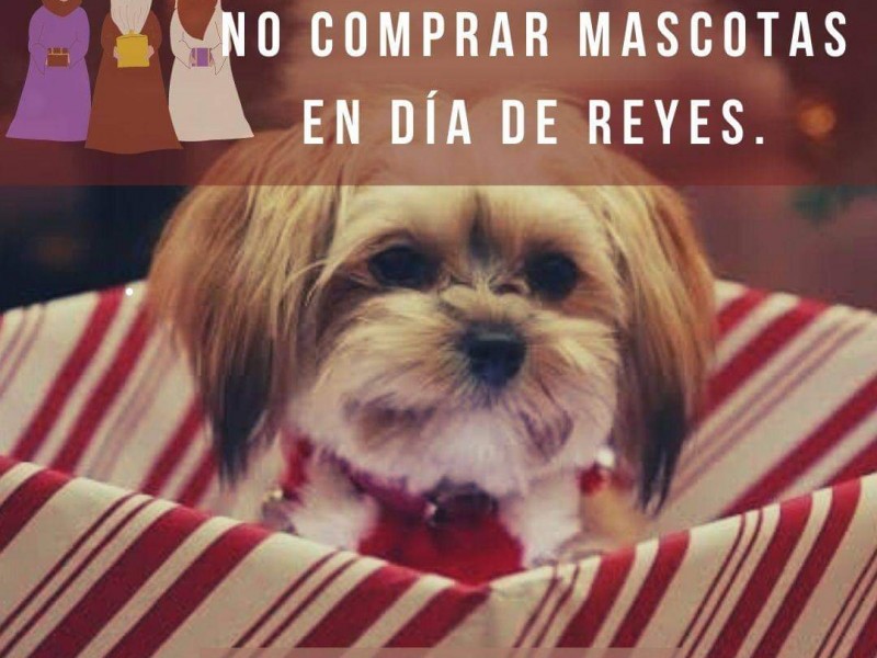 Llaman asociaciones a no comprar mascotas en Día de Reyes