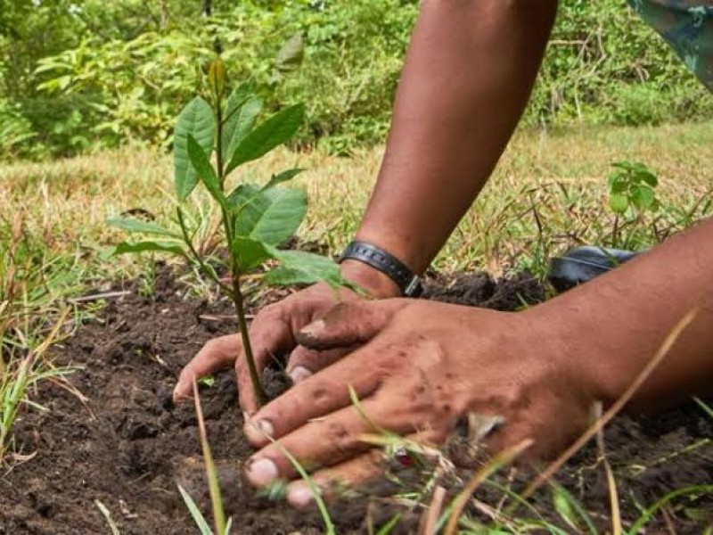 Llaman especialistas a verificar aspecto sano de árboles para reforestación