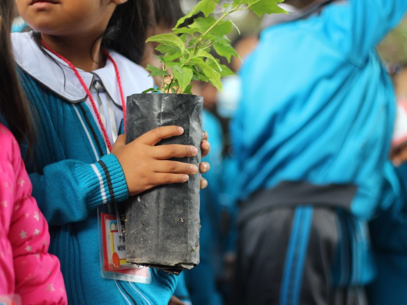 Llega a su meta Corregidora Reforesta Contigo