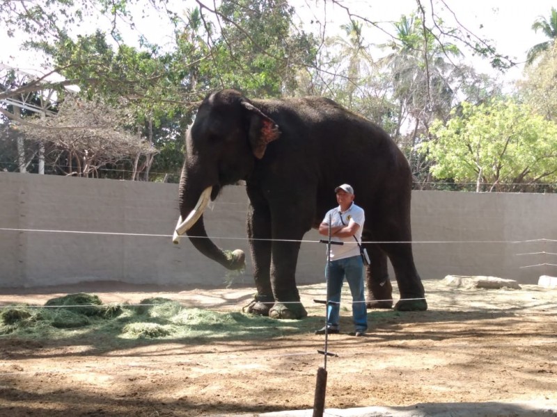 Llega Big Boy, elefante rescatado, a Culiacán