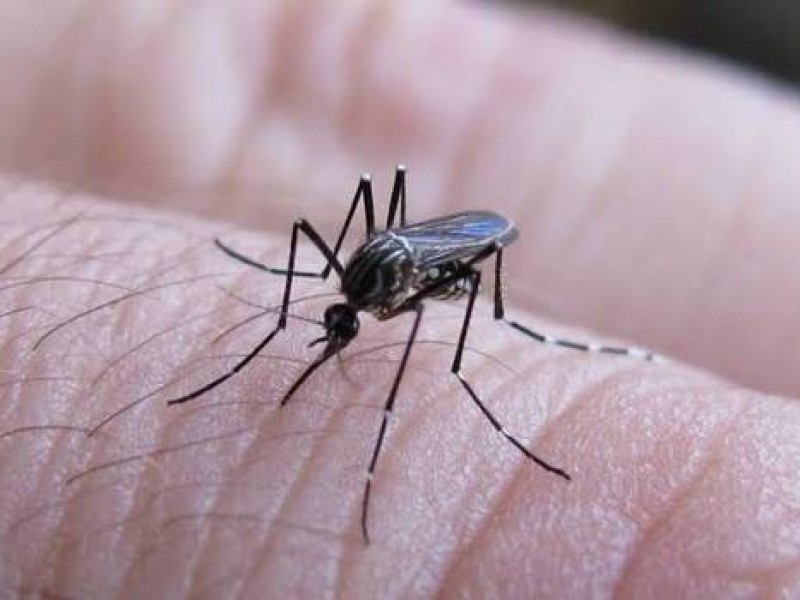 Llega chiapas a cerca de 500 casos de dengue