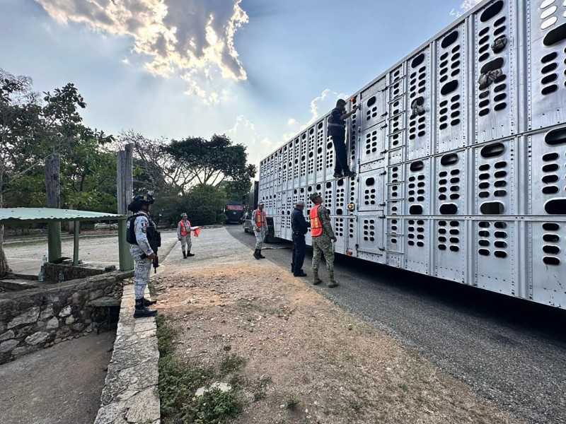 Llega Gusano Barrenador a Ixhuatlán de Madero; Gobierno reacciona
