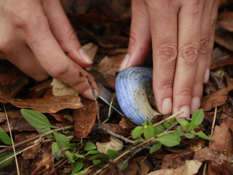 Llega “Hongosto” a los bosques mexiquenses: una fiesta de hongos