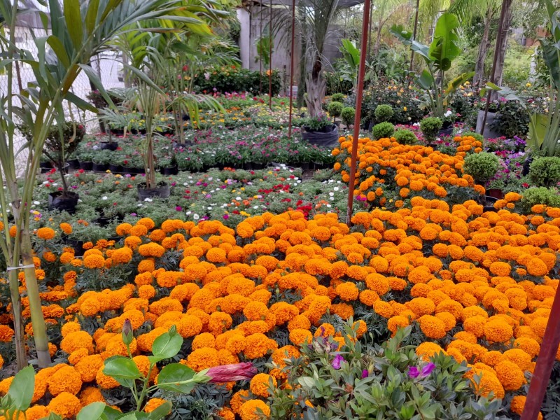 Llega la Flor de Cempasúchil para día de Muertos