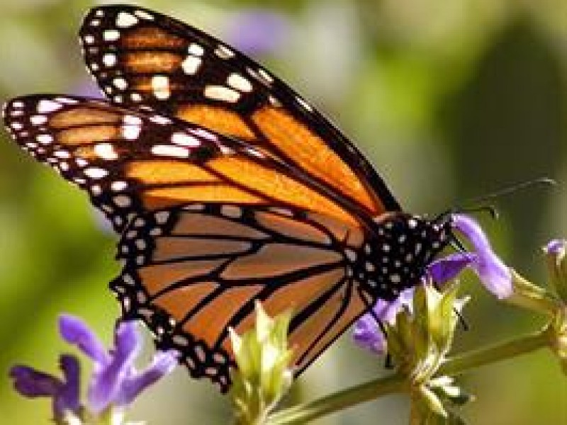 Llega mariposa monarca a México para hibernación