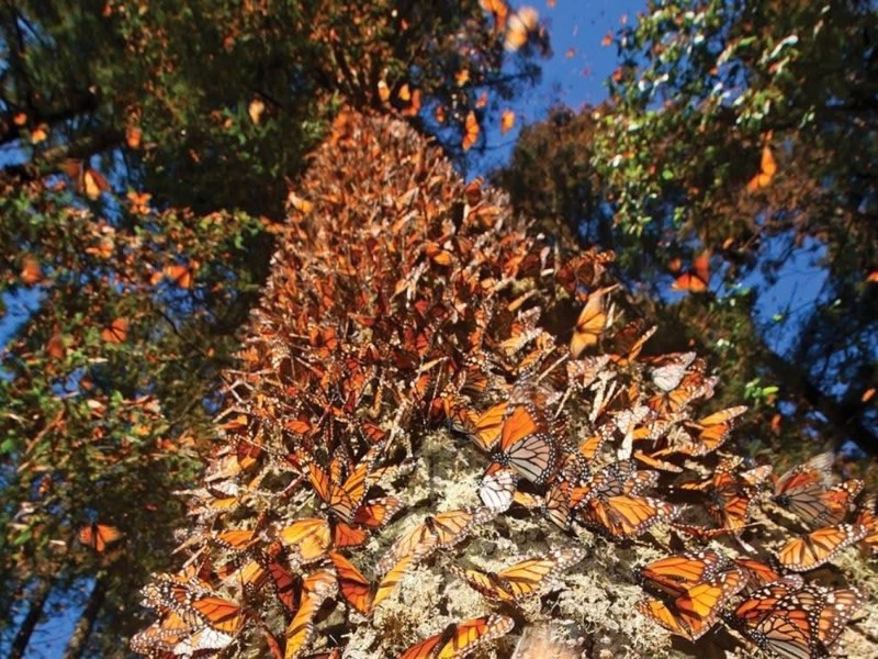 Llega mariposa monarca con transmisor satelital a Michoacán