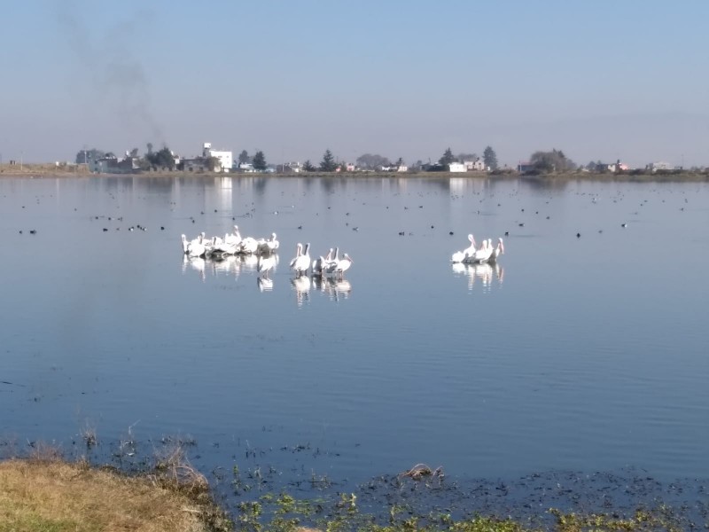 Llega parvada de pelícanos a Laguna de Palmillas