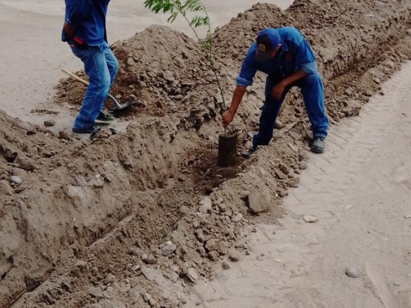 Llega segunda etapa de reforestación al Río Mayo