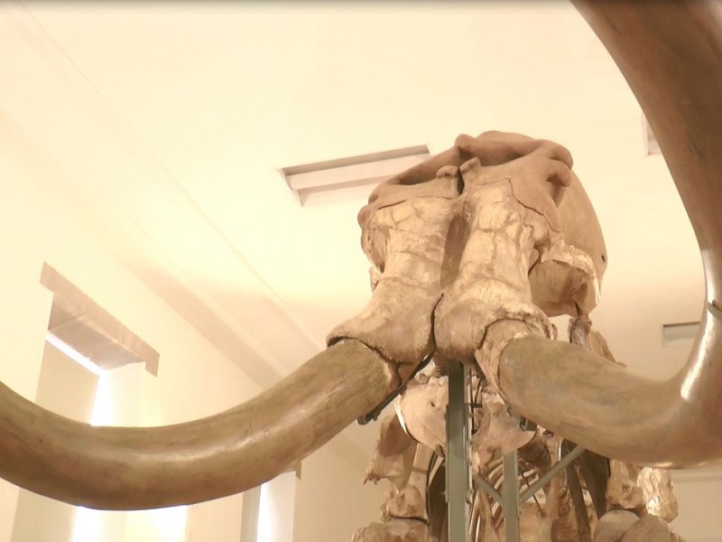 Llega un mamut colosal a Durango