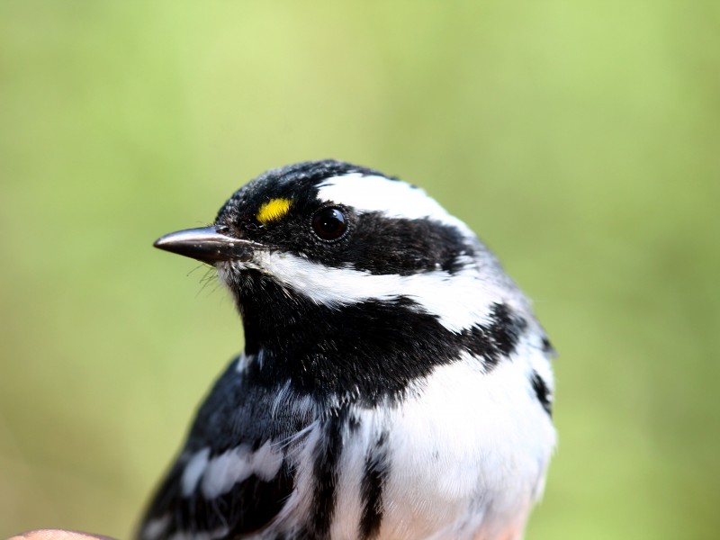 Llegan aves migratorias al bosque La Primavera