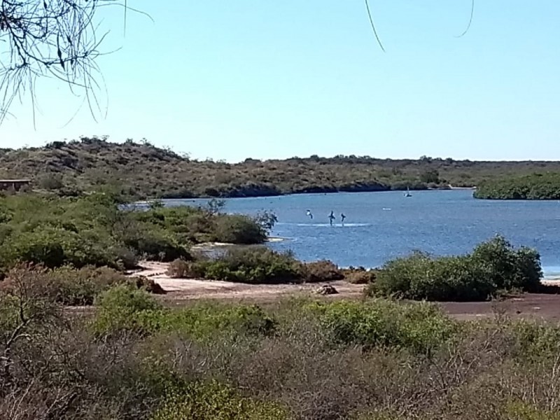 Llegan aves migratorias al Estero del Soldado