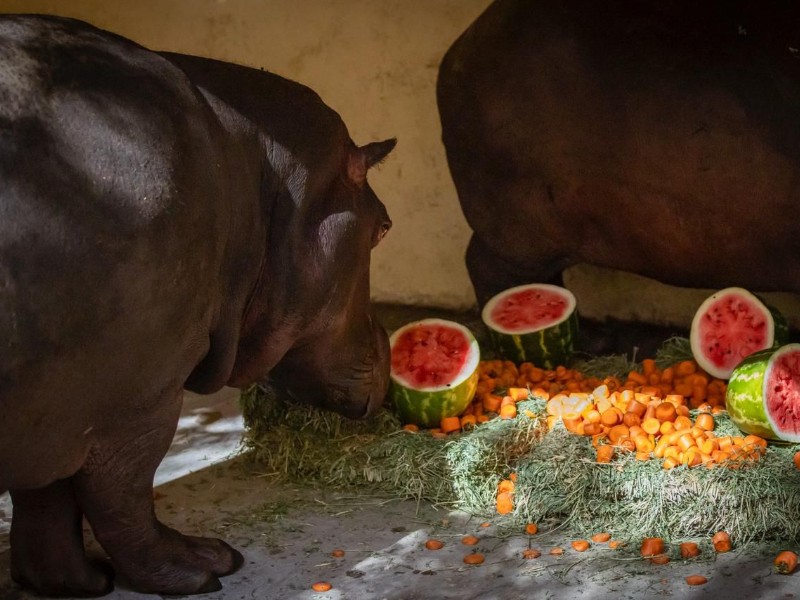 Llegan dos nuevos hipopótamos al Zoológico de Culiacán