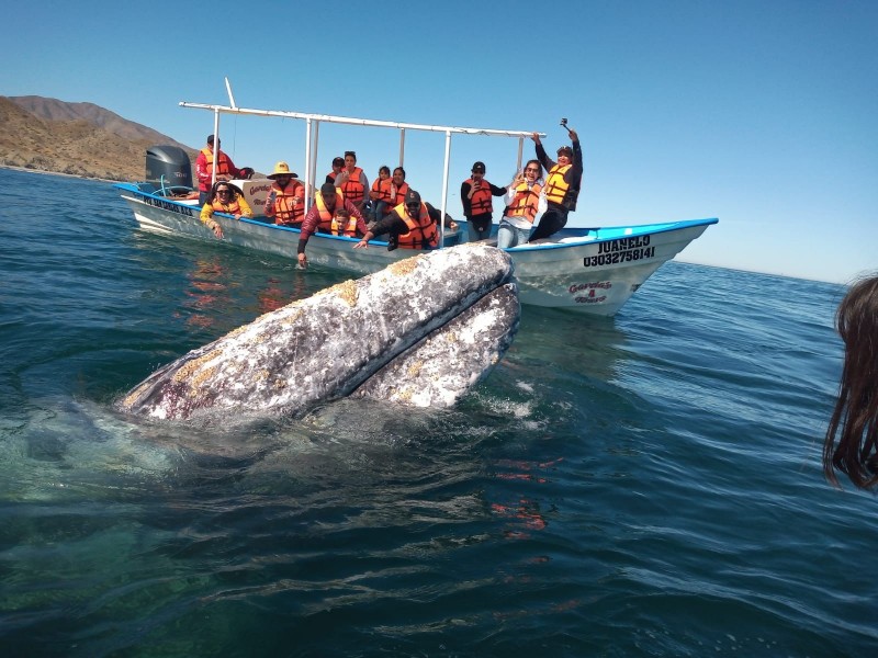 Llegan las primeras ballenas grises de temporada a Puerto Chale