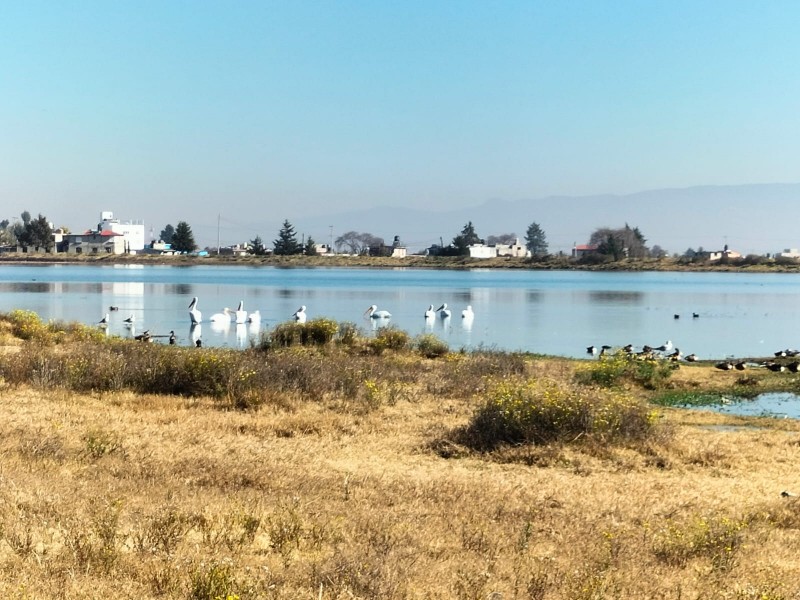 Llegan pelicanos a laguna de palmillas