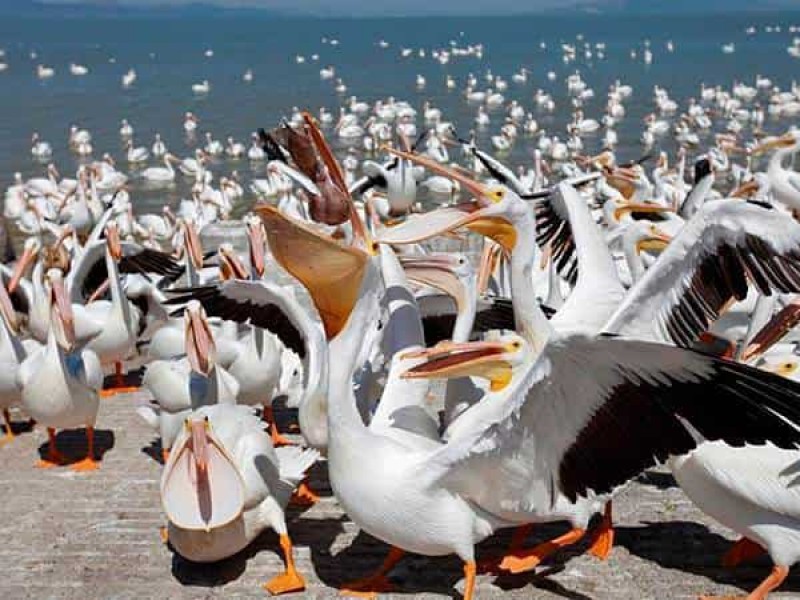 Llegan pelícanos borregones al Lago de Chapala