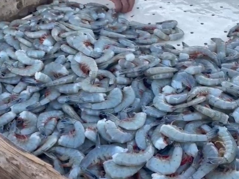 Llegan ribereños a muelles en primer día de temporada camaronera