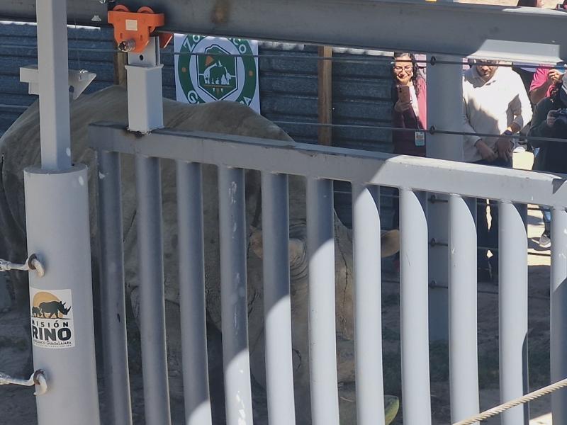 Llegan Salma, Moana, Lewa y Wami, cuatro rinocerontes blancos al Zoológico Guadalajara