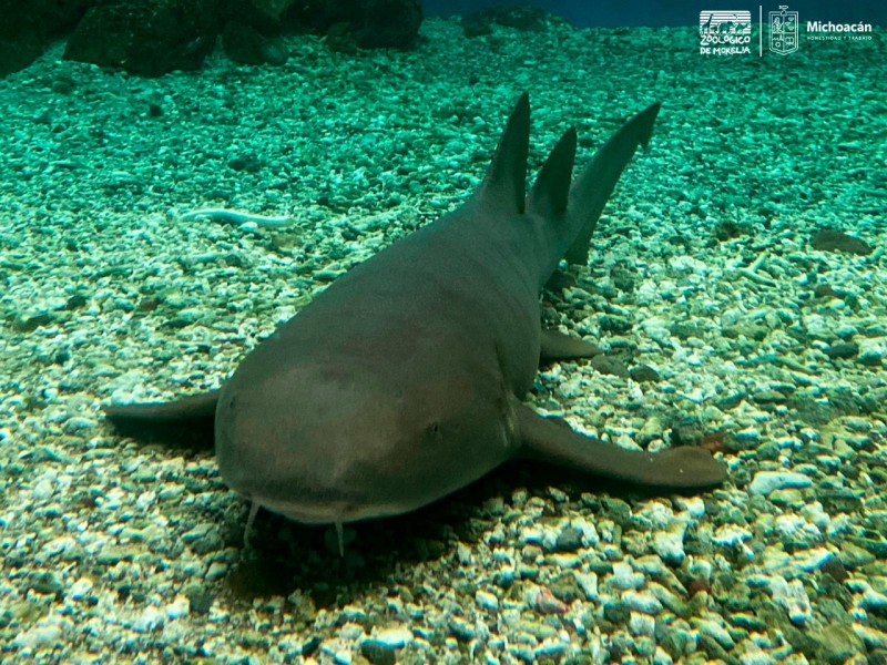 Llegan tiburones gata al Zoológico de Morelia