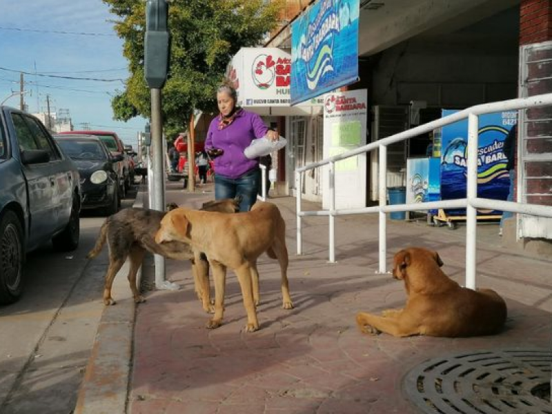 Llegará mega campaña de esterilización a Navojoa