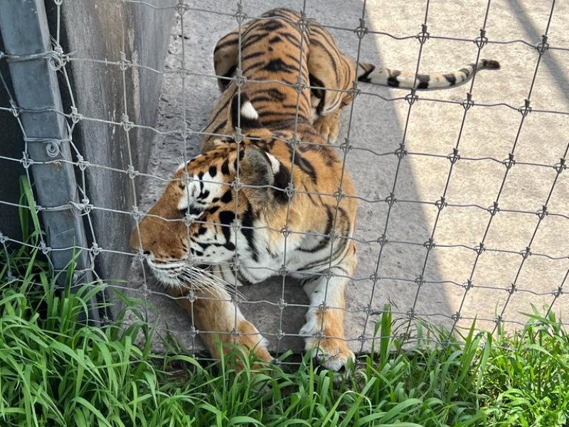 Llegarán 40 felinos a Culiacán