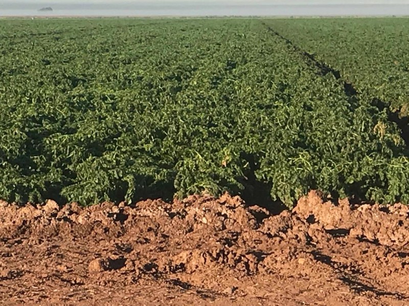 Llegarán apoyos a pequeños productores