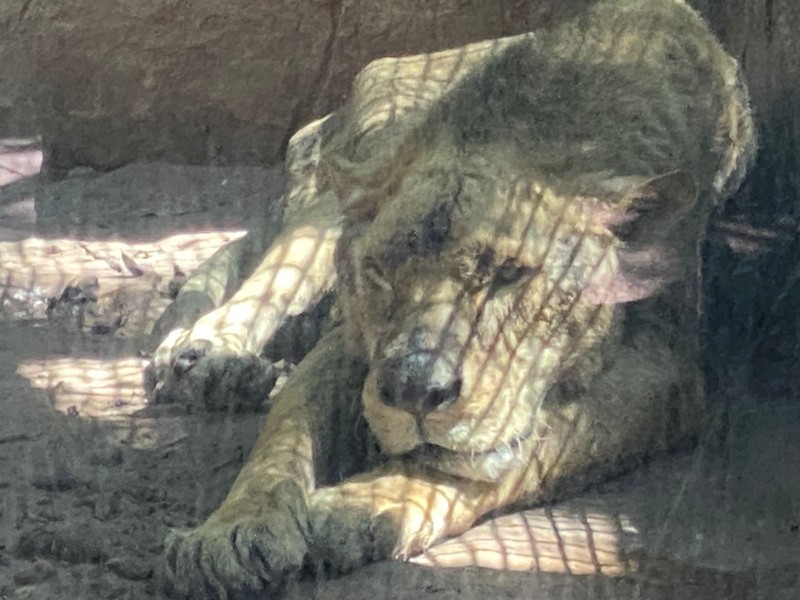 Llegaron 32 felinos a Culiacán