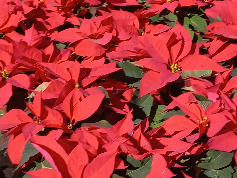 ¡Llegaron las nochebuenas a Hermosillo!