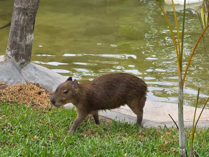 Llegaron los Capibaras al Gran Acuario Mazatlán
