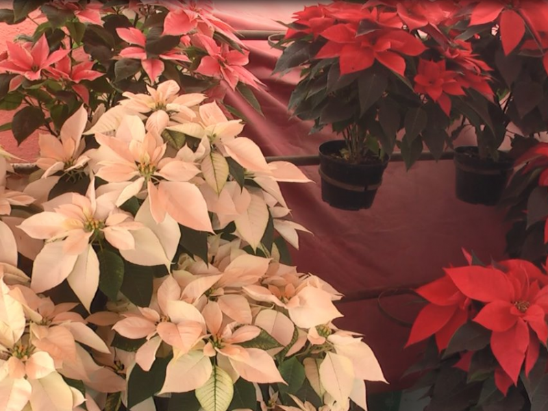 Llegó la Flor de Nochebuena a Salamanca