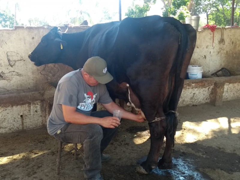 Lleva 30 años dedicándose a producir leche