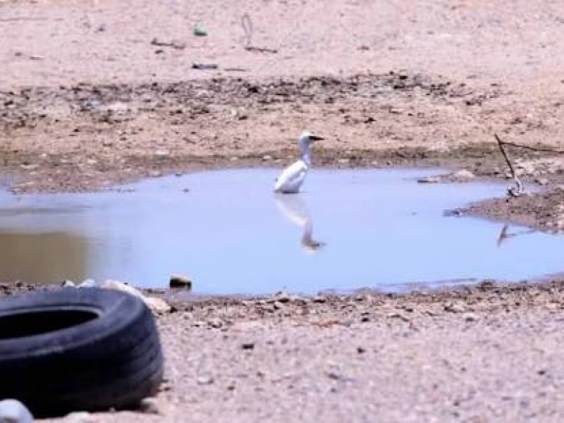 Llevan agua para subsistencia de garzas